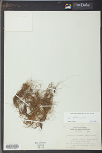 Eleocharis baldwinii image