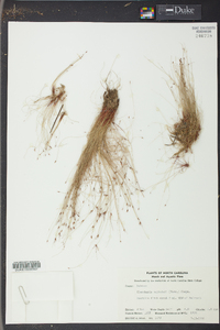 Eleocharis baldwinii image