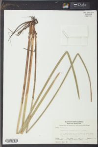 Eleocharis equisetoides image