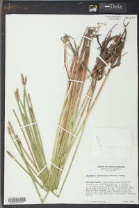 Eleocharis equisetoides image