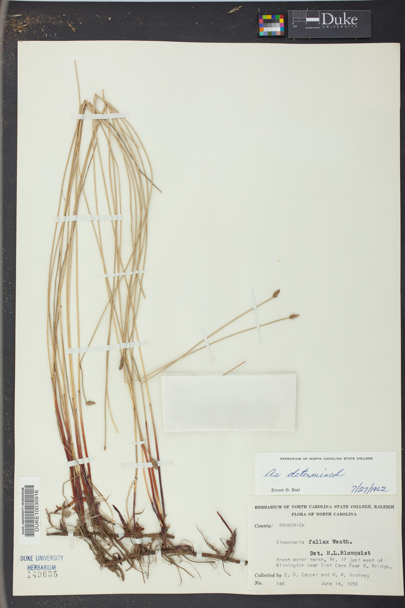 Eleocharis fallax image