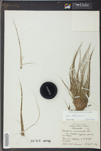 Eleocharis microcarpa image