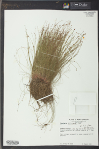 Eleocharis microcarpa image