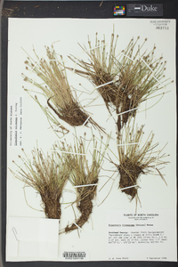 Eleocharis olivacea image