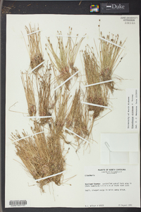 Eleocharis olivacea image