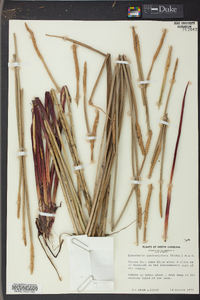 Eleocharis quadrangulata image