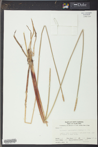 Eleocharis quadrangulata image