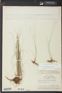 Eleocharis tenuis image