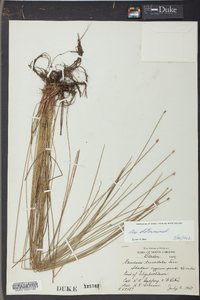 Eleocharis tricostata image