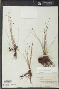 Eleocharis tricostata image