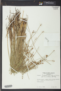 Eleocharis tuberculosa image