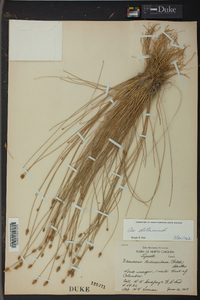 Eleocharis tuberculosa image