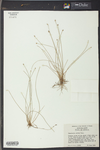 Eleocharis albida image