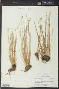 Eleocharis albida image