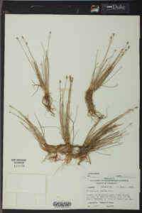 Eleocharis albida image