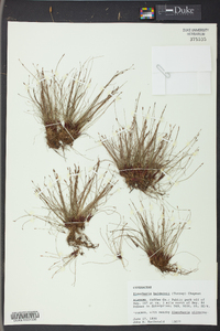 Eleocharis baldwinii image