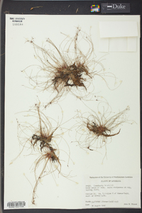 Eleocharis baldwinii image