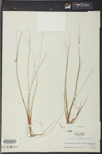 Eleocharis brittonii image