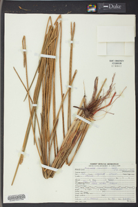 Eleocharis cellulosa image