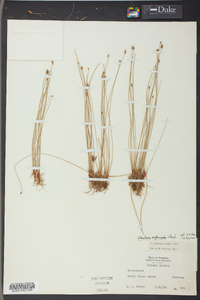 Eleocharis erythropoda image