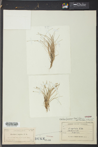 Eleocharis flavescens image