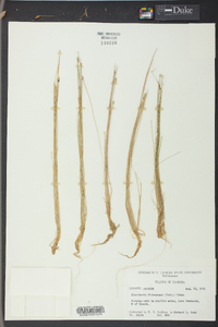 Eleocharis flavescens image