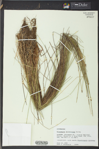 Eleocharis melanocarpa image