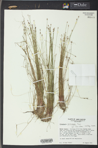 Eleocharis microcarpa image