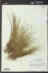 Eleocharis microcarpa image