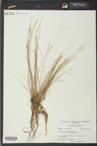 Eleocharis microcarpa image