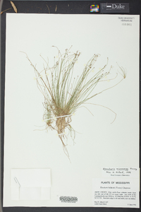 Eleocharis microcarpa image