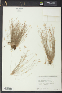 Eleocharis microcarpa image