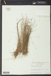 Eleocharis microcarpa image