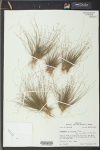 Eleocharis microcarpa image