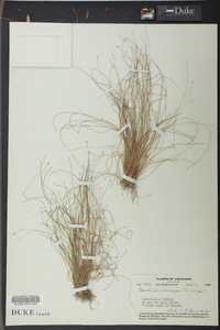 Eleocharis microcarpa image