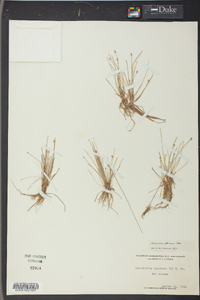 Eleocharis olivacea image