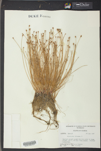 Eleocharis olivacea image