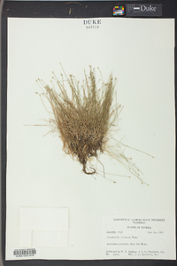 Eleocharis olivacea image