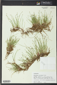 Eleocharis olivacea image