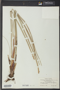 Eleocharis quadrangulata image