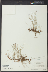 Eleocharis tenuis image