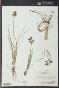 Eriophorum virginicum image