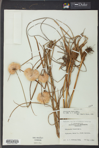 Eriophorum virginicum image