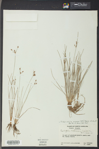 Fimbristylis annua image