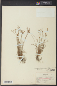 Fimbristylis annua image