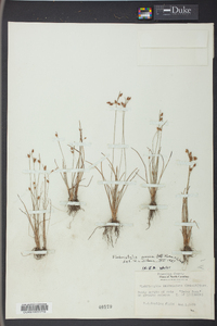 Fimbristylis annua image