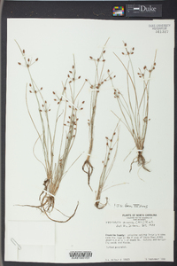 Fimbristylis annua image