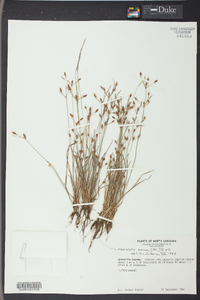 Fimbristylis annua image