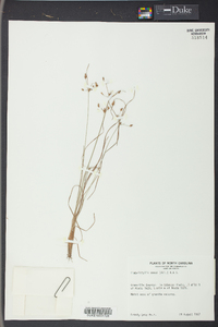 Fimbristylis annua image