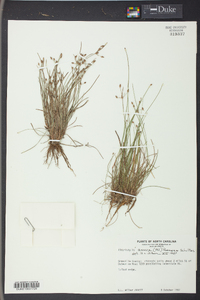 Fimbristylis annua image